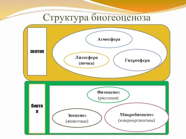 Структура биогеоценоза экотоп Атмосфера Литосфера (почва) Гидросфера биотоп Фитоценоз (растения) Зооценоз (животные) Микробиоценоз (микроорганизмы)
