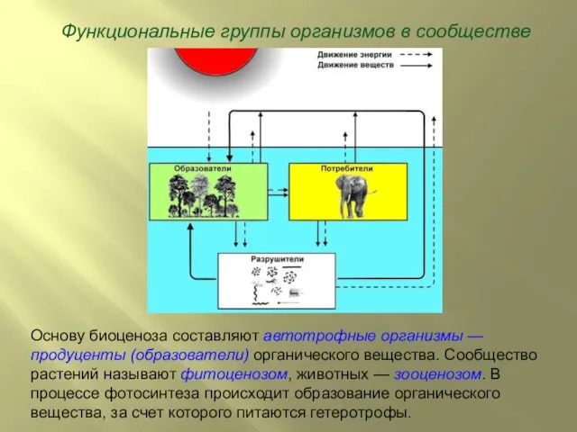 Функциональные группы организмов в сообществе Основу биоценоза составляют автотрофные организмы —