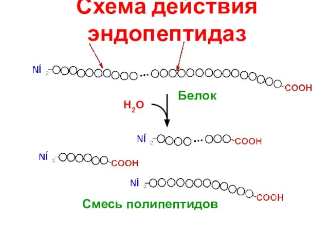 Схема действия эндопептидаз Н2О Смесь полипептидов Белок