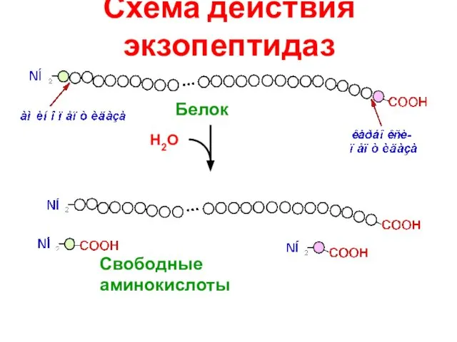 Схема действия экзопептидаз Н2О Свободные аминокислоты Белок