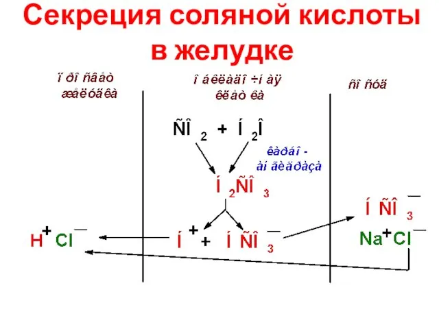 Секреция соляной кислоты в желудке