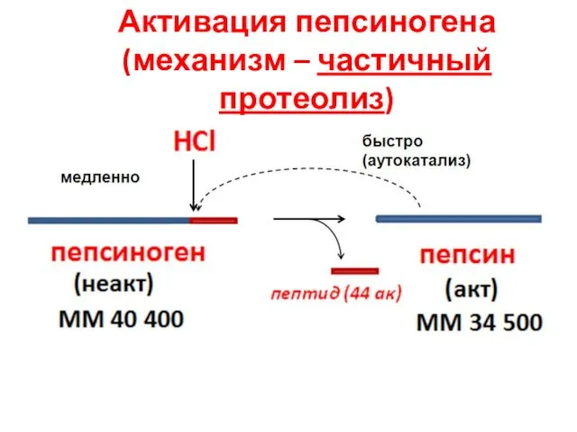 Активация пепсиногена (механизм – частичный протеолиз)