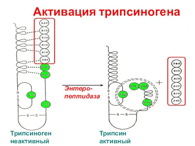 Активация трипсиногена Энтеро-пептидаза Трипсиноген неактивный Трипсин активный