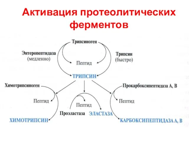 Активация протеолитических ферментов