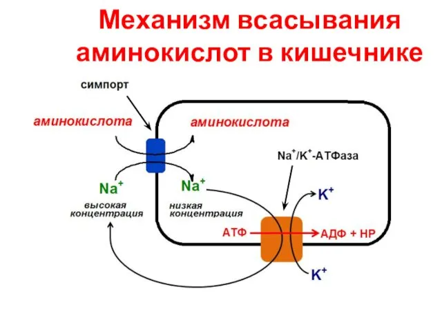 Механизм всасывания аминокислот в кишечнике