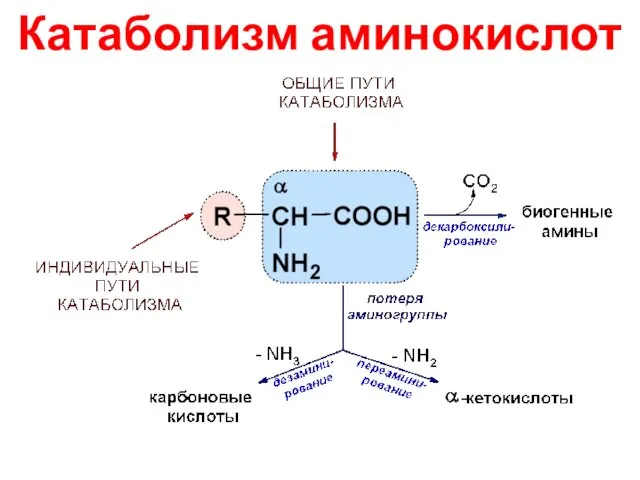 Катаболизм аминокислот