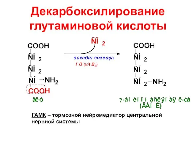 Декарбоксилирование глутаминовой кислоты ГАМК – тормозной нейромедиатор центральной нервной системы