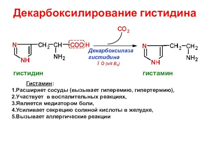 Декарбоксилирование гистидина Декарбоксилаза гистидина гистидин гистамин Гистамин: Расширяет сосуды (вызывает гиперемию,