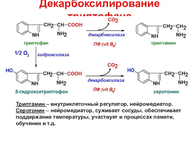 Декарбоксилирование триптофана Триптамин – внутриклеточный регулятор, нейромедиатор. Серотонин – нейромедиатор, суживает