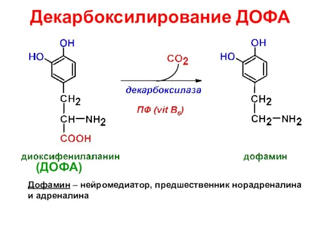 Декарбоксилирование ДОФА Дофамин – нейромедиатор, предшественник норадреналина и адреналина (ДОФА)