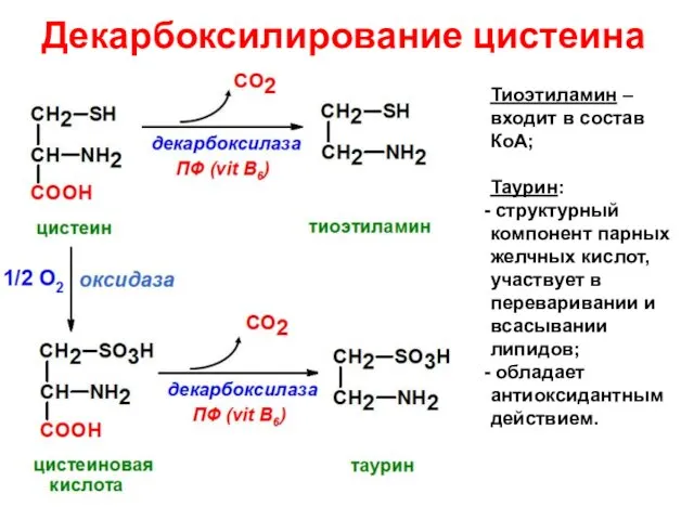 Тиоэтиламин – входит в состав КоА; Таурин: структурный компонент парных желчных