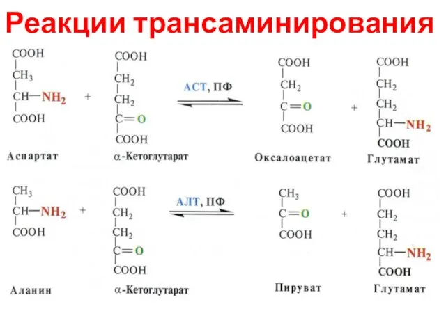 Реакции трансаминирования