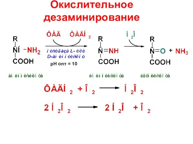 Окислительное дезаминирование рН опт = 10