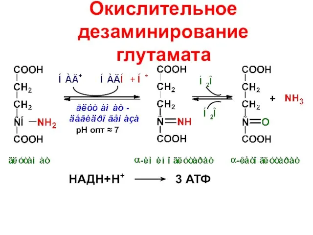 Окислительное дезаминирование глутамата НАДН+Н+ 3 АТФ рН опт ≈ 7