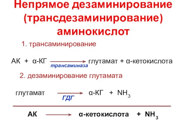 Непрямое дезаминирование (трансдезаминирование) аминокислот АК α-кетокислота + NH3 1. трансаминирование АК