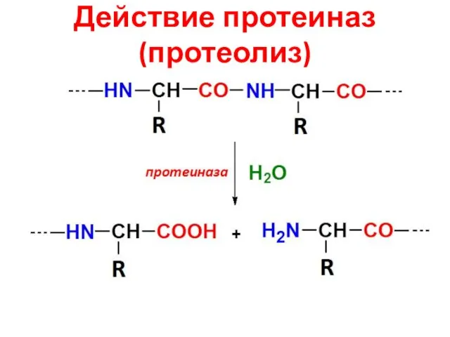 Действие протеиназ (протеолиз)