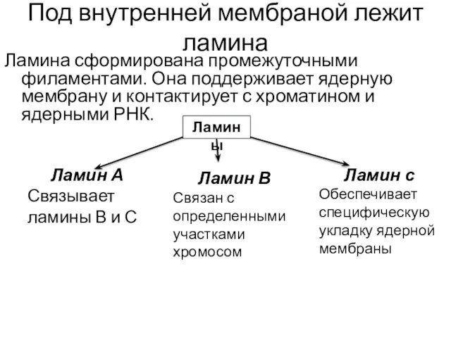 Под внутренней мембраной лежит ламина Ламина сформирована промежуточными филаментами. Она поддерживает