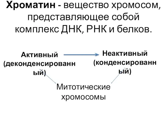 Хроматин - вещество хромосом, представляющее собой комплекс ДНК, РНК и белков.