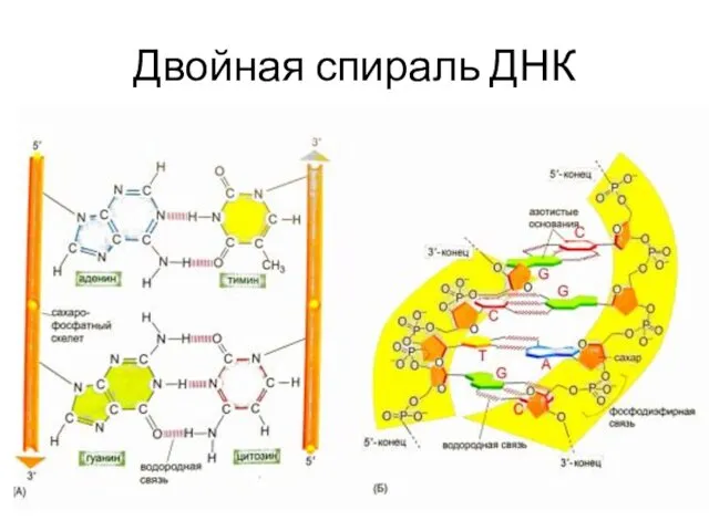 Двойная спираль ДНК