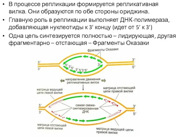 В процессе репликации формируется репликативная вилка. Они образуются по обе стороны