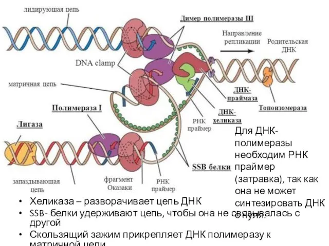 Для ДНК-полимеразы необходим РНК праймер (затравка), так как она не может