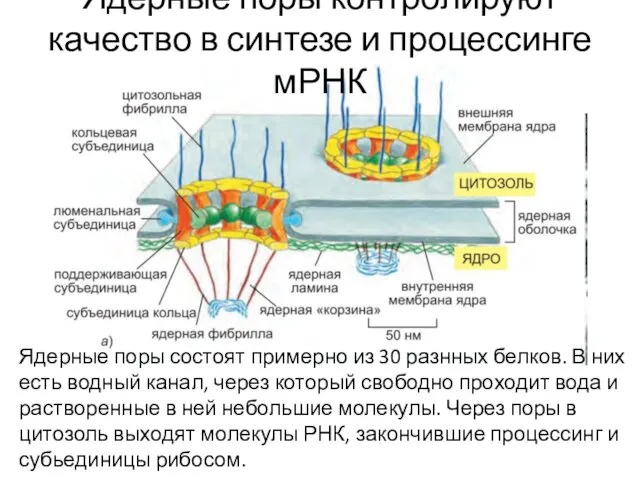 Ядерные поры контролируют качество в синтезе и процессинге мРНК Ядерные поры