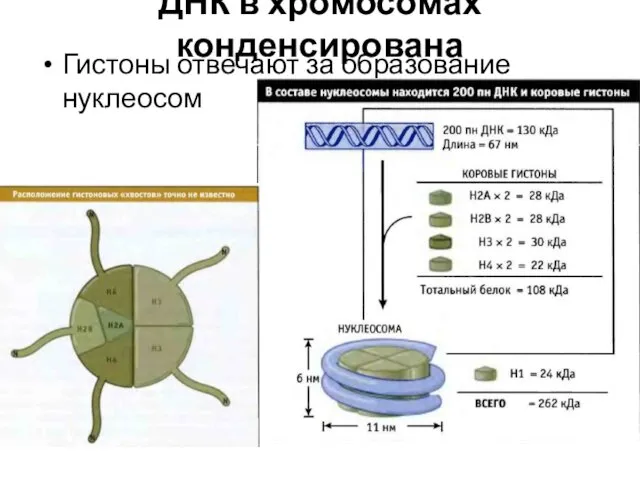 ДНК в хромосомах конденсирована Гистоны отвечают за образование нуклеосом