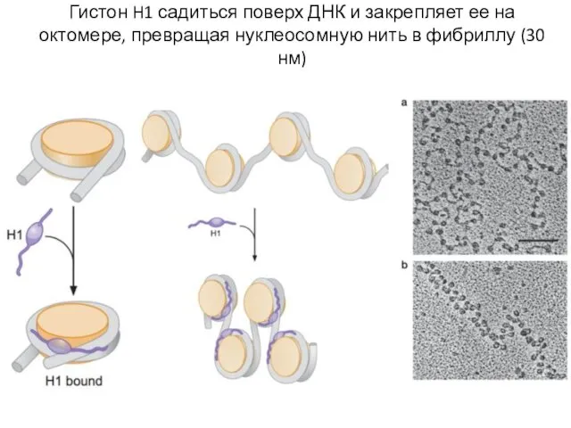 Гистон H1 садиться поверх ДНК и закрепляет ее на октомере, превращая