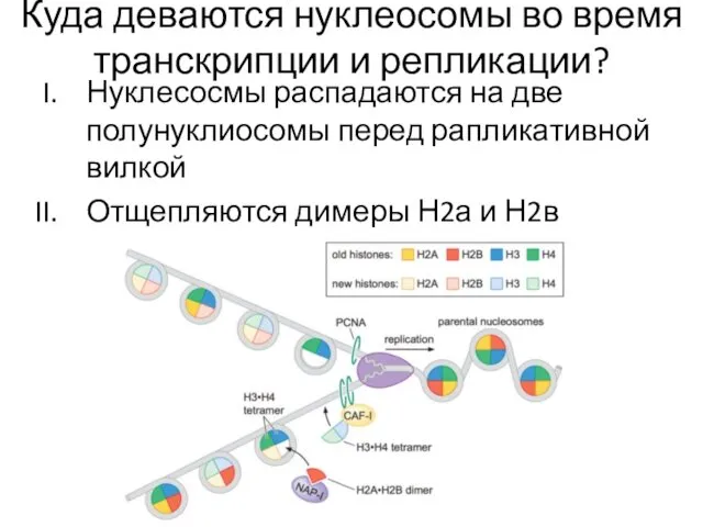 Куда деваются нуклеосомы во время транскрипции и репликации? Нуклесосмы распадаются на