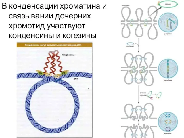 В конденсации хроматина и связывании дочерних хромотид участвуют конденсины и когезины