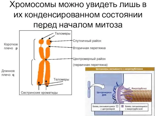 Хромосомы можно увидеть лишь в их конденсированном состоянии перед началом митоза