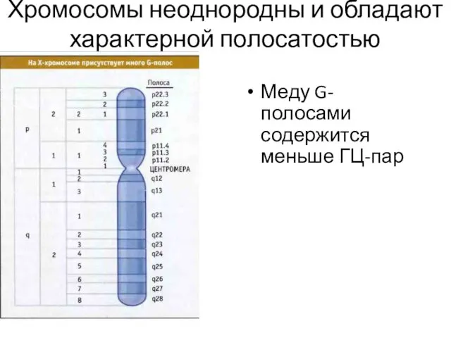 Хромосомы неоднородны и обладают характерной полосатостью Меду G-полосами содержится меньше ГЦ-пар