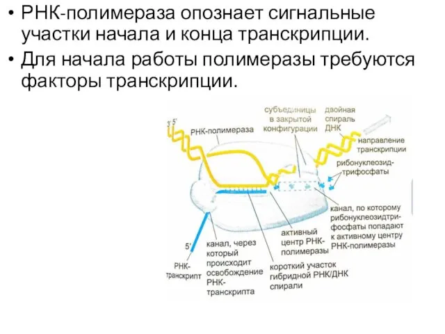 РНК-полимераза опознает сигнальные участки начала и конца транскрипции. Для начала работы полимеразы требуются факторы транскрипции.