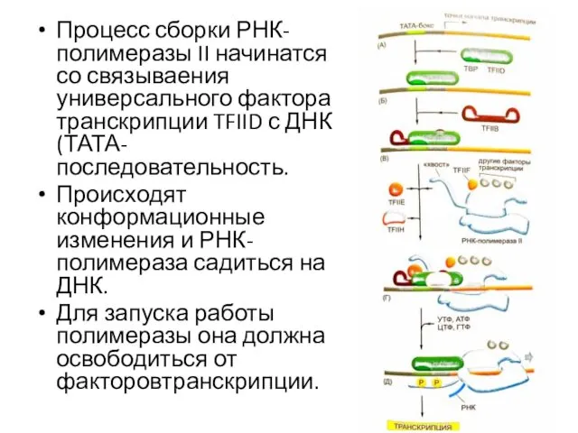 Процесс сборки РНК-полимеразы II начинатся со связываения универсального фактора транскрипции TFIID