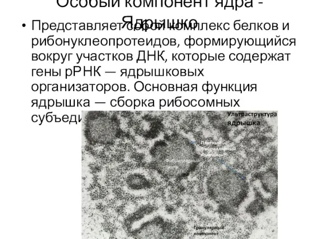 Особый компонент ядра - Ядрышко Представляет собой комплекс белков и рибонуклеопротеидов,