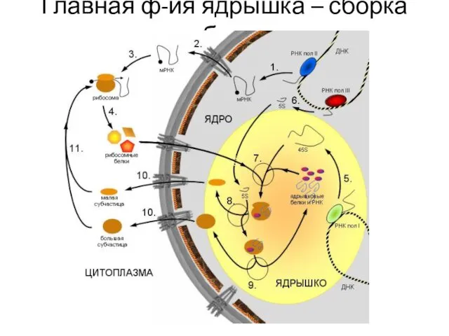 Главная ф-ия ядрышка – сборка рибосом