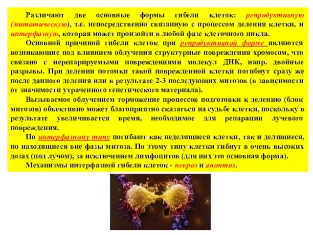 Различают две основные формы гибели клеток: репродуктивную (митотическую), т.е. непосредственно связанную