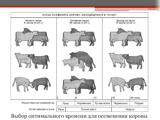 Выбор оптимального времени для осеменения коровы