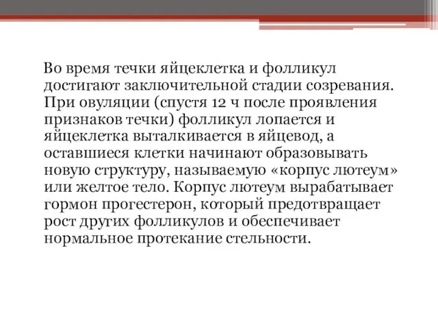 Во время течки яйцеклетка и фолликул достигают заключительной стадии созревания. При