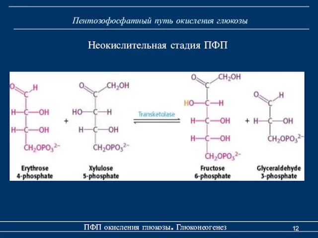 Пентозофосфатный путь окисления глюкозы ПФП окисления глюкозы. Глюконеогенез Неокислительная стадия ПФП