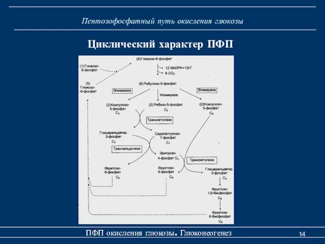 Пентозофосфатный путь окисления глюкозы ПФП окисления глюкозы. Глюконеогенез Циклический характер ПФП