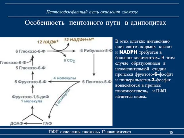 Пентозофосфатный путь окисления глюкозы ПФП окисления глюкозы. Глюконеогенез Особенность пентозного пути