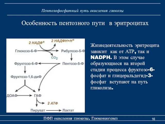 Пентозофосфатный путь окисления глюкозы ПФП окисления глюкозы. Глюконеогенез Особенность пентозного пути