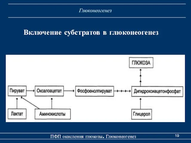 Глюконеогенез ПФП окисления глюкозы. Глюконеогенез Включение субстратов в глюконеогенез