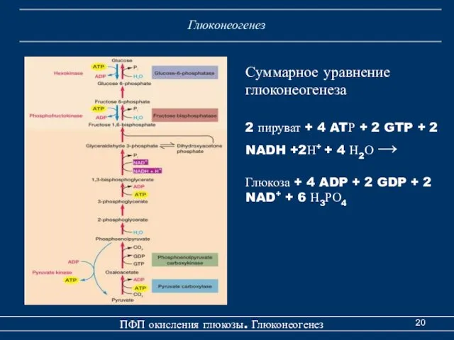 Глюконеогенез ПФП окисления глюкозы. Глюконеогенез 2 пируват + 4 ATР +