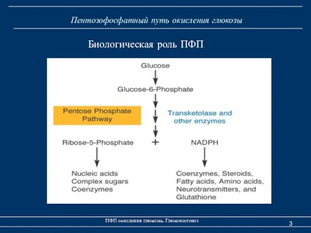 Пентозофосфатный путь окисления глюкозы ПФП окисления глюкозы. Глюконеогенез Биологическая роль ПФП