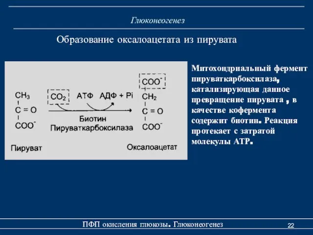 Глюконеогенез Образование оксалоацетата из пирувата Митохондриальный фермент пируваткарбоксилаза, катализирующая данное превращение