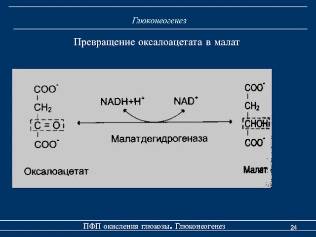 Глюконеогенез Превращение оксалоацетата в малат ПФП окисления глюкозы. Глюконеогенез