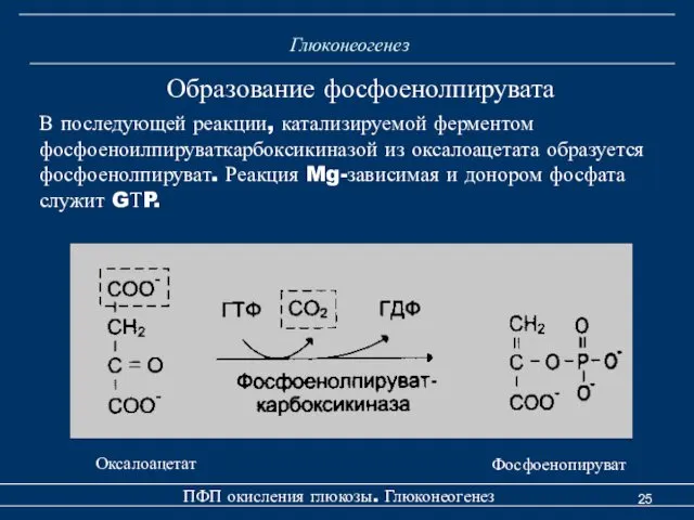 Глюконеогенез Образование фосфоенолпирувата В последующей реакции, катализируемой ферментом фосфоеноилпируваткарбоксикиназой из оксалоацетата