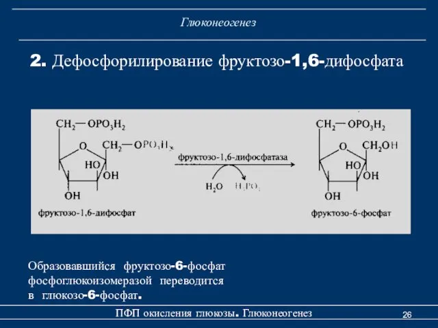 Глюконеогенез 2. Дефосфорилирование фруктозо-1,6-дифосфата ПФП окисления глюкозы. Глюконеогенез Образовавшийся фруктозо-6-фосфат фосфоглюкоизомеразой переводится в глюкозо-6-фосфат.